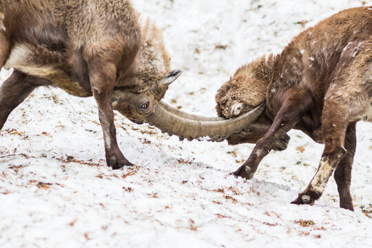 Scontro tra stambecchi