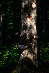 A close-up of an old, dark, primeval forest with the copy space area. Bieszczady National Park, Carpathians, Poland.