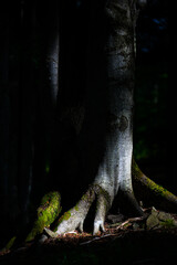 A close-up of an old, dark, primeval forest with the copy space area. Bieszczady National Park, Carpathians, Poland.