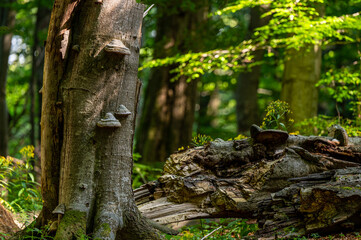 A close-up of an old, dark, primeval forest with the copy space area. Bieszczady National Park, Carpathians, Poland.