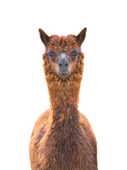 portrait alpaka (vicugna pacos) isolated on white © fotomaster