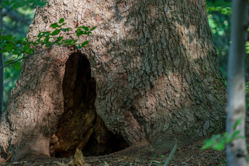A brown bear´s lair in the old fir tree. Bieszczady Mountains, Carpathians, Poland.
