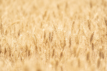 A field of wheat in the summer sunshine, with harvest expected soon. - 514415428