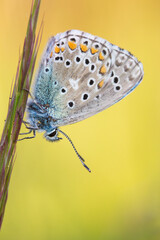 Farfalla al tramonto