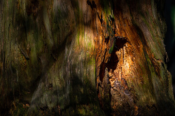 A close-up of an old, dark, primeval forest with the copy space area. Bieszczady National Park, Carpathians, Poland.