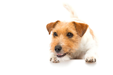 dog hunts on a white background breed jack russell