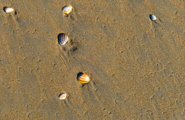 Shellfishes on Beach Sand