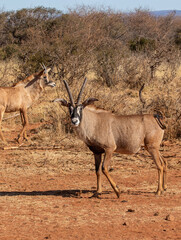 Naklejka na ściany i meble Roan Antelope bull, Game farm, South Africa
