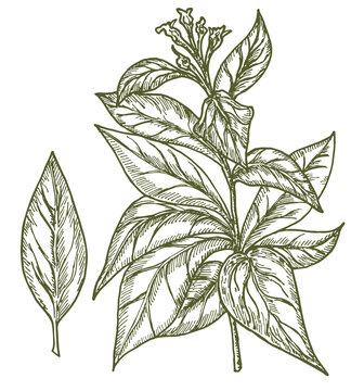 Tobacco plant vector drawing. Tobacco Nicotiana tabacum , vintage engraved illustration. Botanical hand drawn sketch illustration with leaves and flowers. For shop label, emblem, sign, packaging