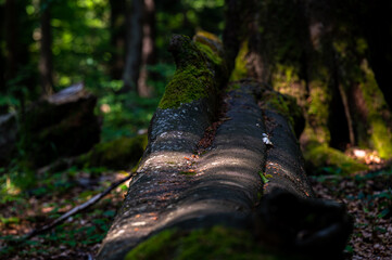 A close-up of an old, dark, primeval forest with the copy space area. Bieszczady National Park, Carpathians, Poland.