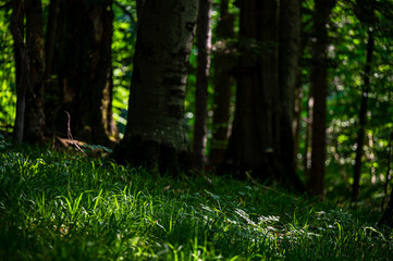 A close-up of an old, dark, primeval forest with the copy space area. Bieszczady National Park, Carpathians, Poland.