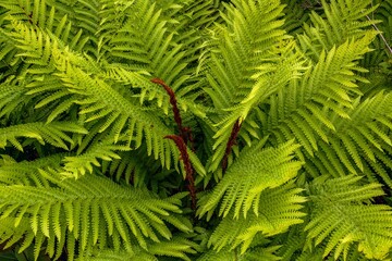 Wild cinnamon fern at Taylor's Head park in Nova Scotia, Canada - obrazy, fototapety, plakaty