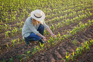 Farmer examining corn plant in field. Agricultural activity at cultivated land. Woman agronomist inspecting maize seedling