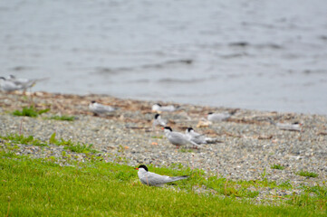 Common Terns (Sterna hirundo), in Flight (selective blur)