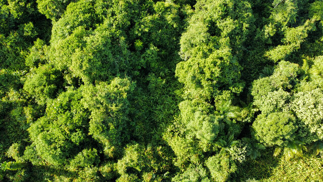 Aerial View of Summer Rainforest Ecosystem and Environment for Background. Texture of Green Summer Rainforest View from Above.