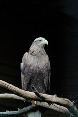 Big White-tailed eagle, portrait of a bird