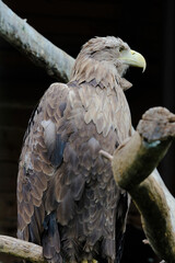 Big White-tailed eagle, portrait of a bird