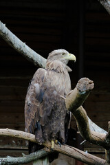 Big White-tailed eagle, portrait of a bird