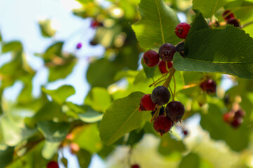 shadberry. a ripe berry on a bush. vitamins