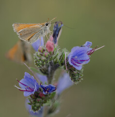 skipper butterflies  on Viper's bugloss