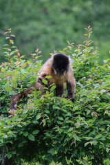 A monkey on a tree. A monkey in nature. Robust capuchin monkeys are capuchin monkeys in the genus Sapajus.