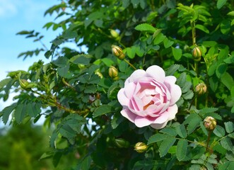 pink rose in garden