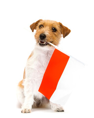 dog holding the flag of poland in his teeth on a white background breed jack russell