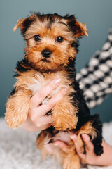 Small Black Yorkshire Terrier Puppy with Red Breast in Human Hands.