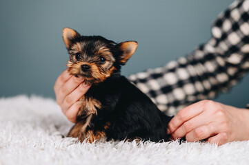 Human Hands in Checkered Shirt Hold in Hands Yorkshire Terrier Puppy on Blue Background.
