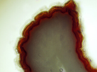 パイナップルの種の切断面（100倍）の顕微鏡写真