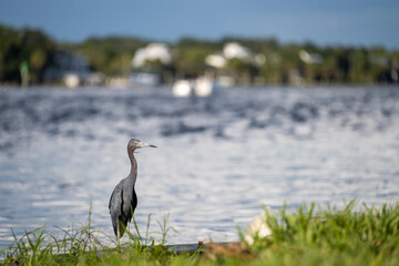 Little Blue Heron on the south bank of Florida's Crystal River.