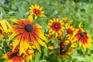Flowers Rudbeckia, Rudbeckie in garden in spring.