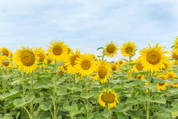 Fields of sunflowers or sun (Helianthus annuus) grown for its edible seeds, flour and oil.
