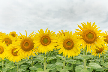Fototapeta premium Fields of sunflowers or sun (Helianthus annuus) grown for its edible seeds, flour and oil.