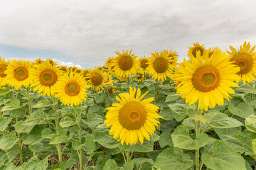 Obraz premium Fields of sunflowers or sun (Helianthus annuus) grown for its edible seeds, flour and oil.