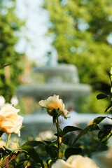 Fototapeta premium yellow flower in the garden