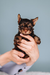 Chocolate Yorkshire Terrier in Hands on Blue Background. Puppy with Serious Muzzle and Brown Eyes.