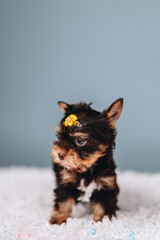 Little Yorkshire Terrier Puppy on Blue Background Looks Away, with Hair Clip Yellow Flower.