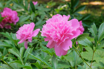 Peony is growing in the park. Herbaceous or shrubby plant, cultivated for its showy flowers.