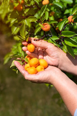 Ripe apricot fruits are plucked from the tree in the garden. Closeup of the hand of a woman picking...