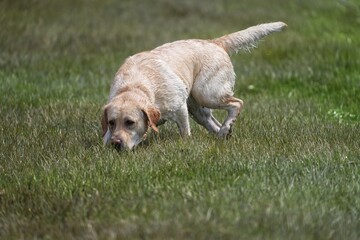 golden retriever dog