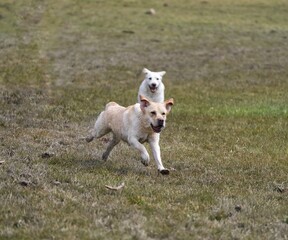 white dog running