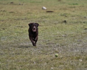 black labrador retriever