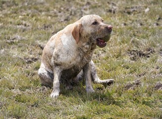 setter running