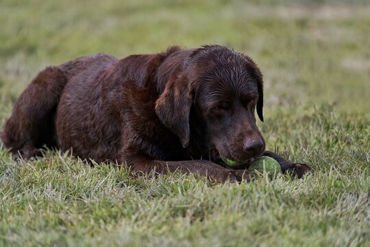 labrador retriever