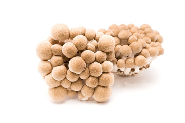 Brown shimeji mushroom isolated on white background. Japanese food