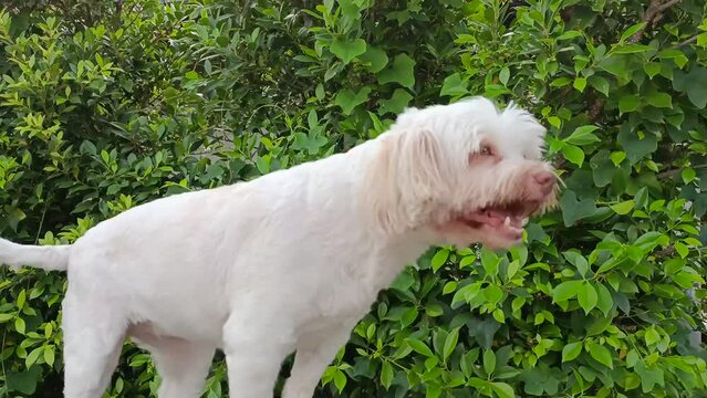Cute white dog with green leaf background in the park video