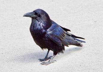 Crow in a carpark in Alberta, Canada