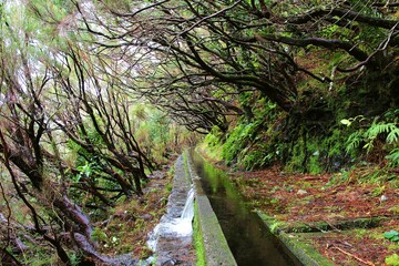 stream in the forest
