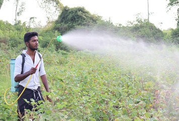 A young farmer spraying pesticides on his cotton crops. - obrazy, fototapety, plakaty